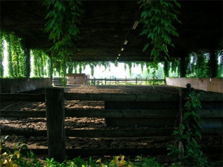  El campo cubierto del círculo de Albarella